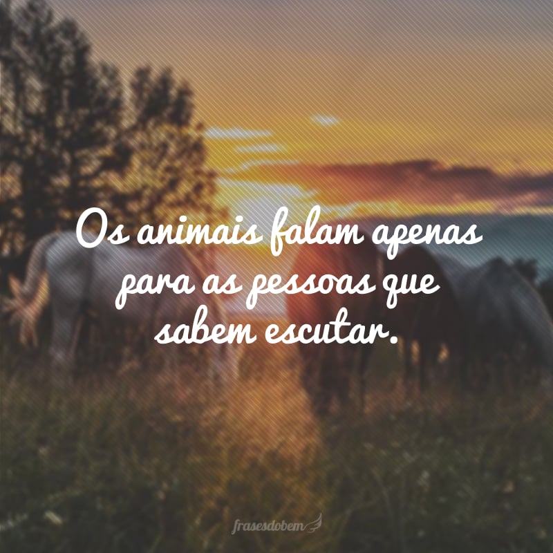 Os animais falam apenas para as pessoas que sabem escutar.