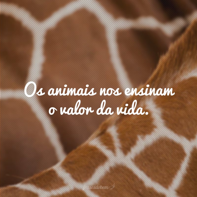 Os animais nos ensinam o valor da vida.
