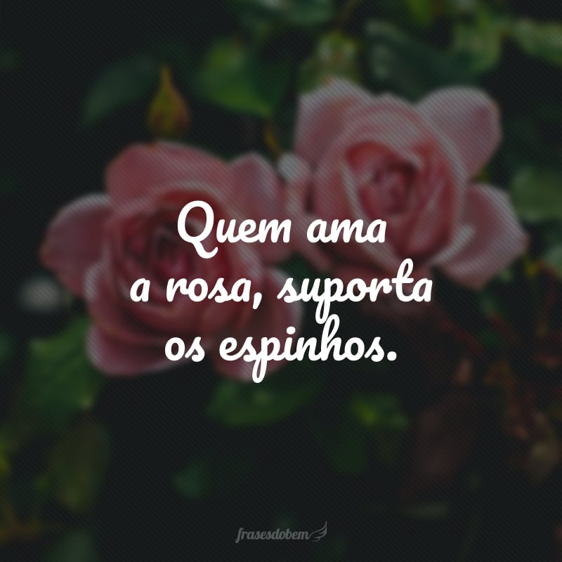 Quem ama a rosa, suporta os espinhos.