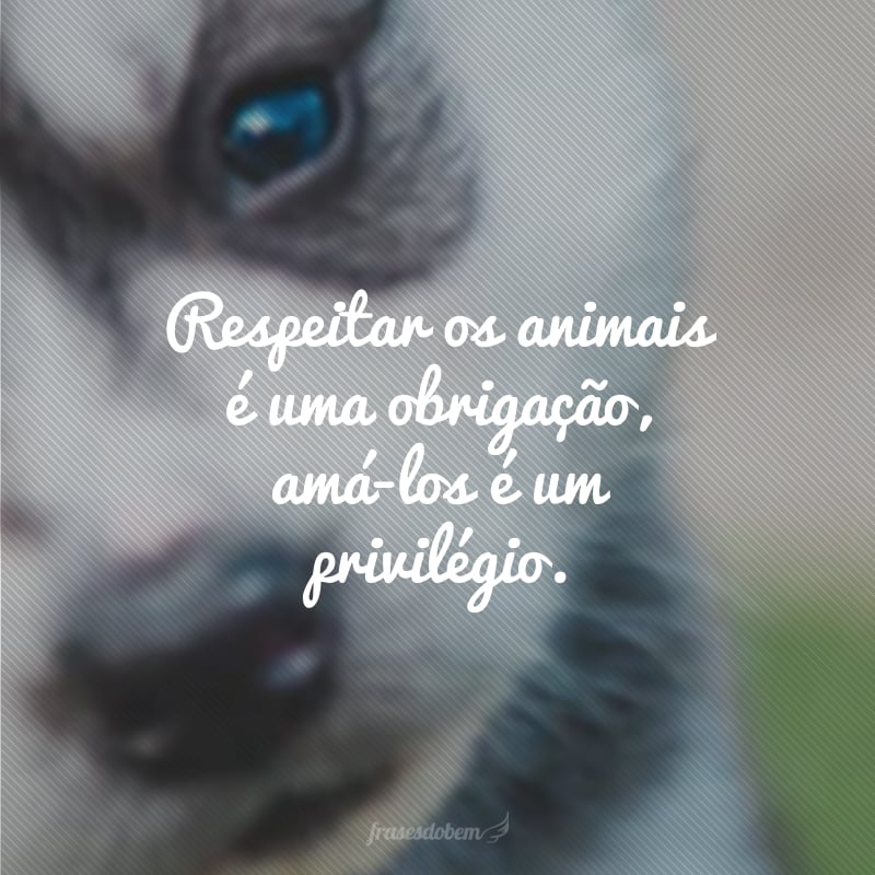 Respeitar os animais é uma obrigação, amá-los é um privilégio.