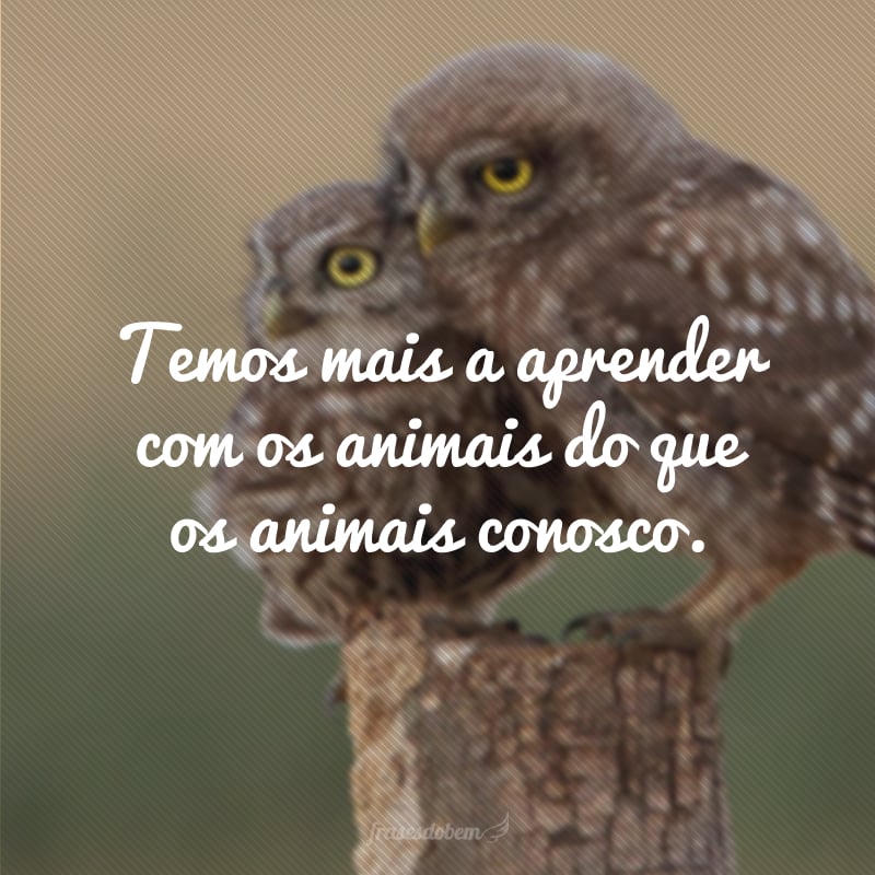 Temos mais a aprender com os animais do que os animais conosco.