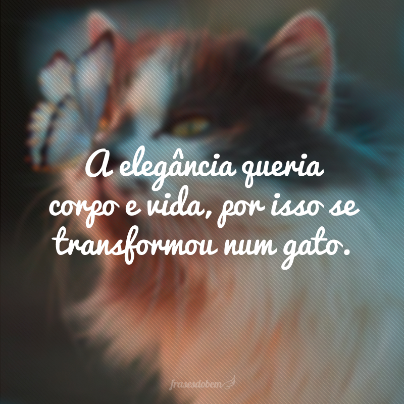 A elegância queria corpo e vida, por isso se transformou num gato.