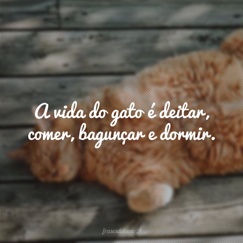 A vida do gato é deitar, comer, bagunçar e dormir.