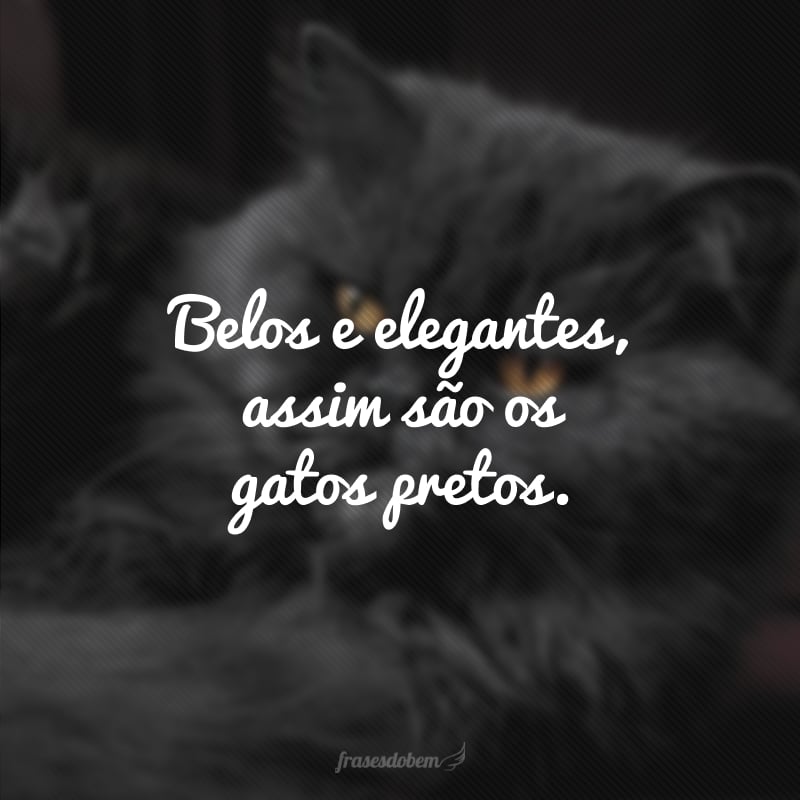 Belos e elegantes, assim são os gatos pretos.