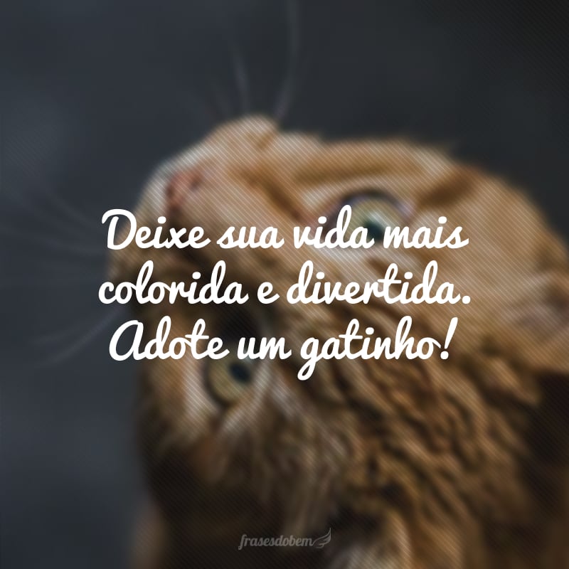 Deixe sua vida mais colorida e divertida. Adote um gatinho!