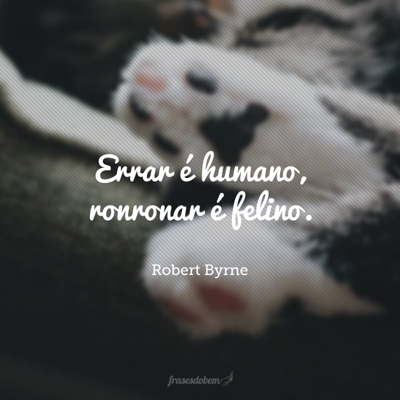 Errar é humano, ronronar é felino.