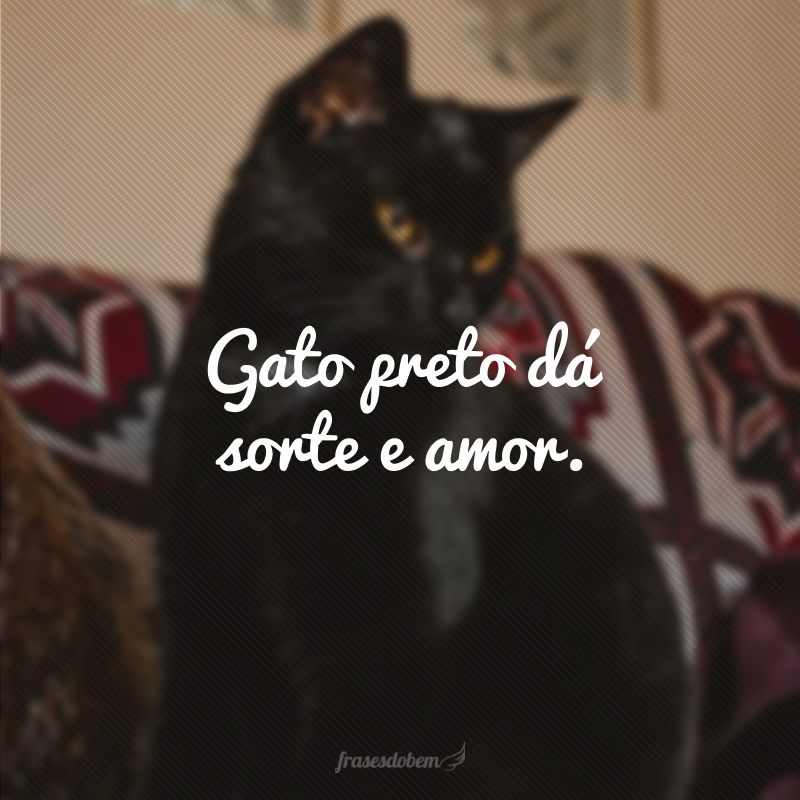 Gato preto dá sorte e amor.