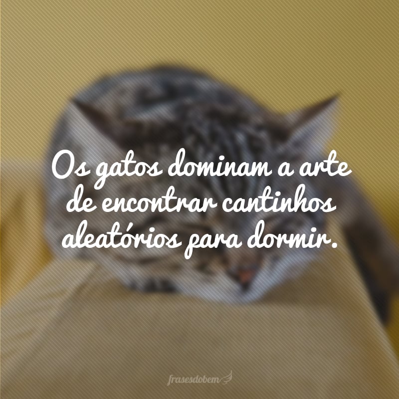 Os gatos dominam a arte de encontrar cantinhos aleatórios para dormir.