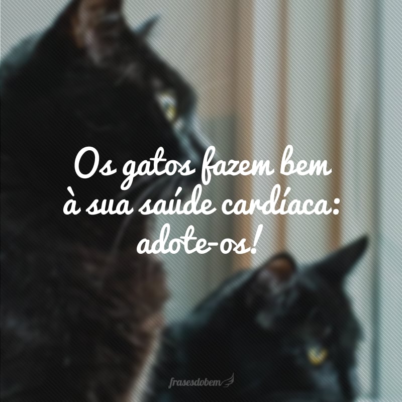 Os gatos fazem bem à sua saúde cardíaca: adote-os!