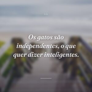 Os gatos são independentes, o que quer dizer inteligentes.