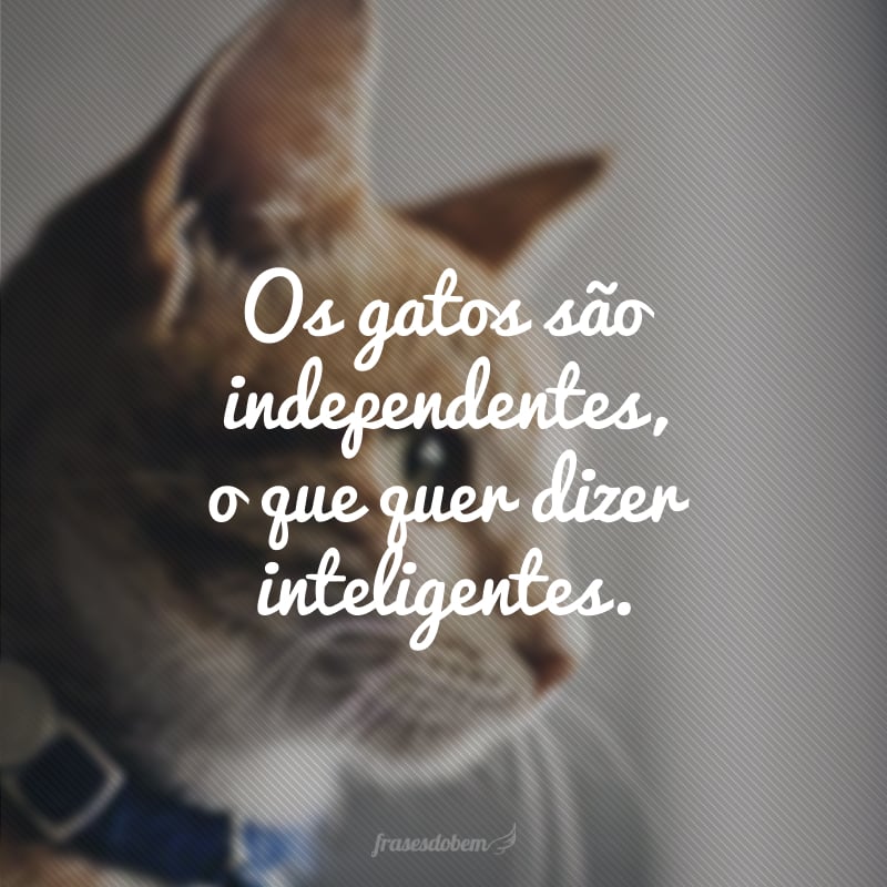 Os gatos são independentes, o que quer dizer inteligentes.