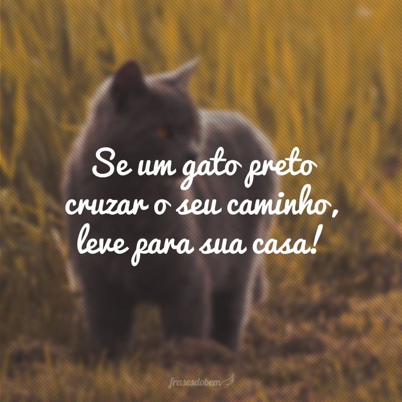 Se um gato preto cruzar o seu caminho, leve para sua casa!