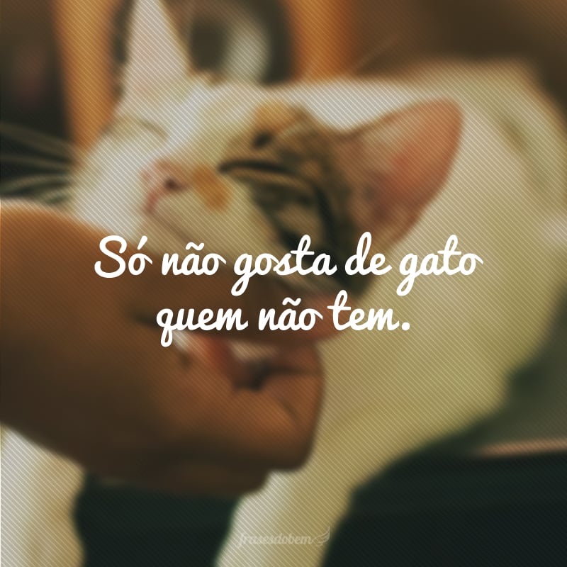 Só não gosta de gato quem não tem.