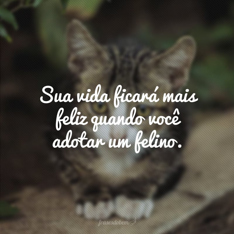 Sua vida ficará mais feliz quando você adotar um felino.