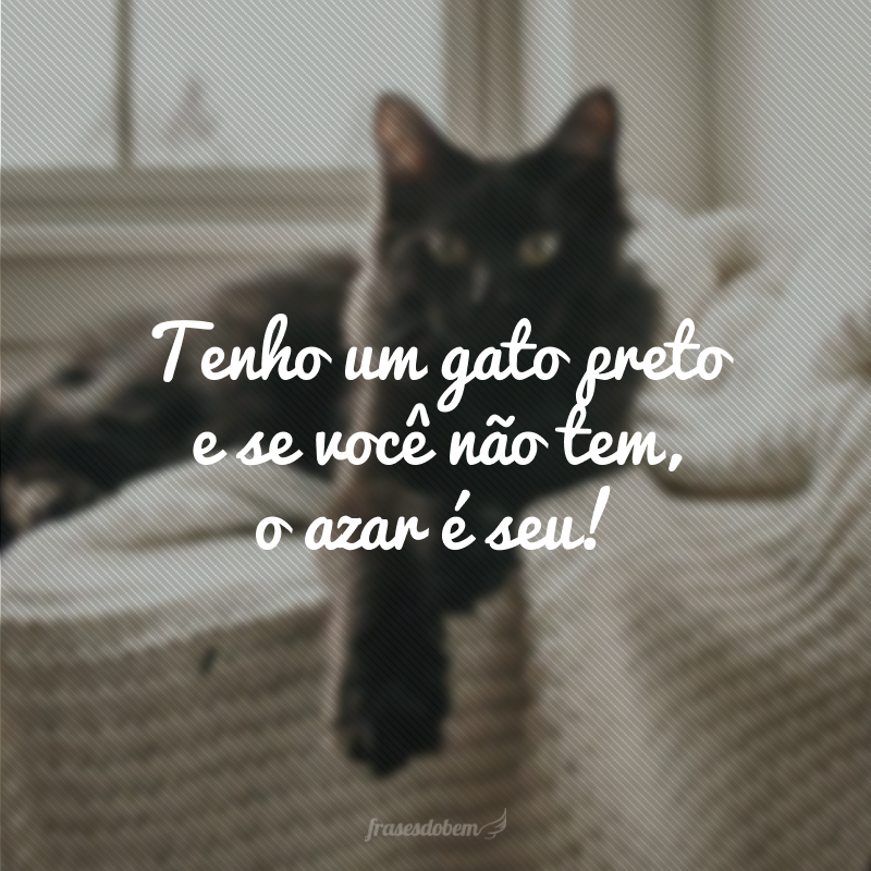 Tenho um gato preto e se você não tem, o azar é seu!