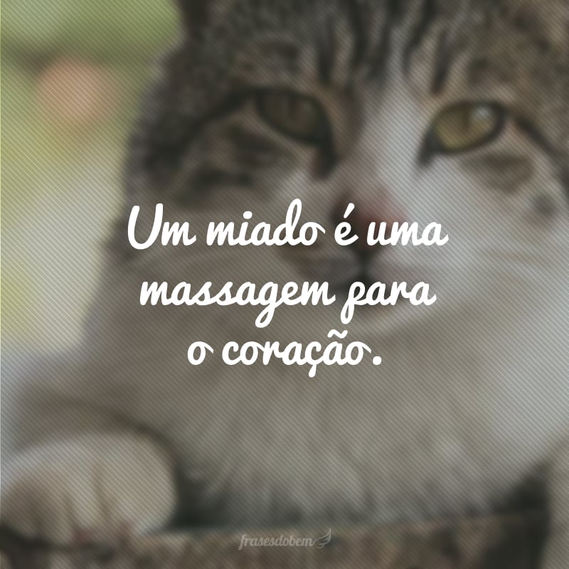 Um miado é uma massagem para o coração.