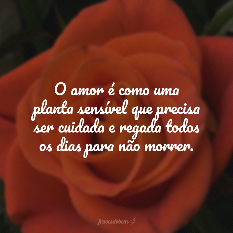 O amor é como uma planta sensível que precisa ser cuidada e regada todos os dias para não morrer. 