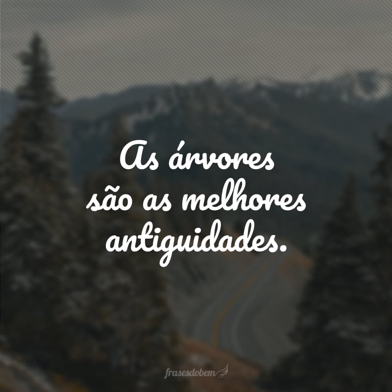 As árvores são as melhores antiguidades.