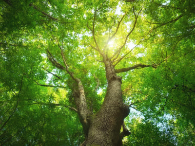 40 frases sobre árvores para apreciar a força e a beleza da natureza
