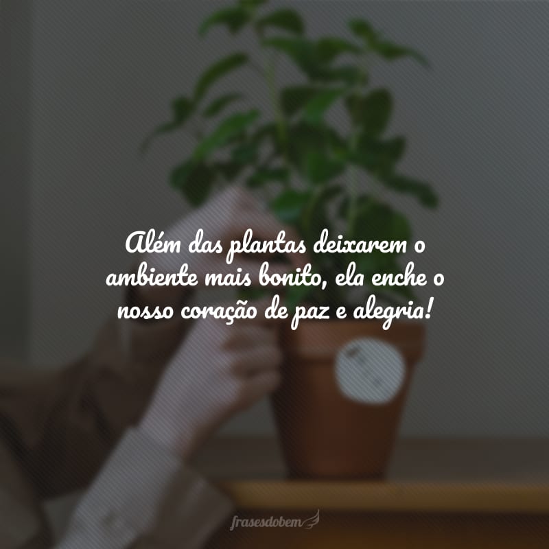 Além das plantas deixarem o ambiente mais bonito, ela enche o nosso coração de paz e alegria!