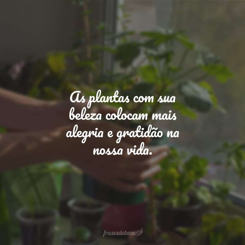 As plantas com sua beleza colocam mais alegria e gratidão na nossa vida.