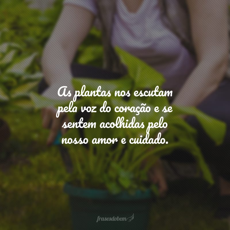 As plantas nos escutam pela voz do coração e se sentem acolhidas pelo nosso amor e cuidado.