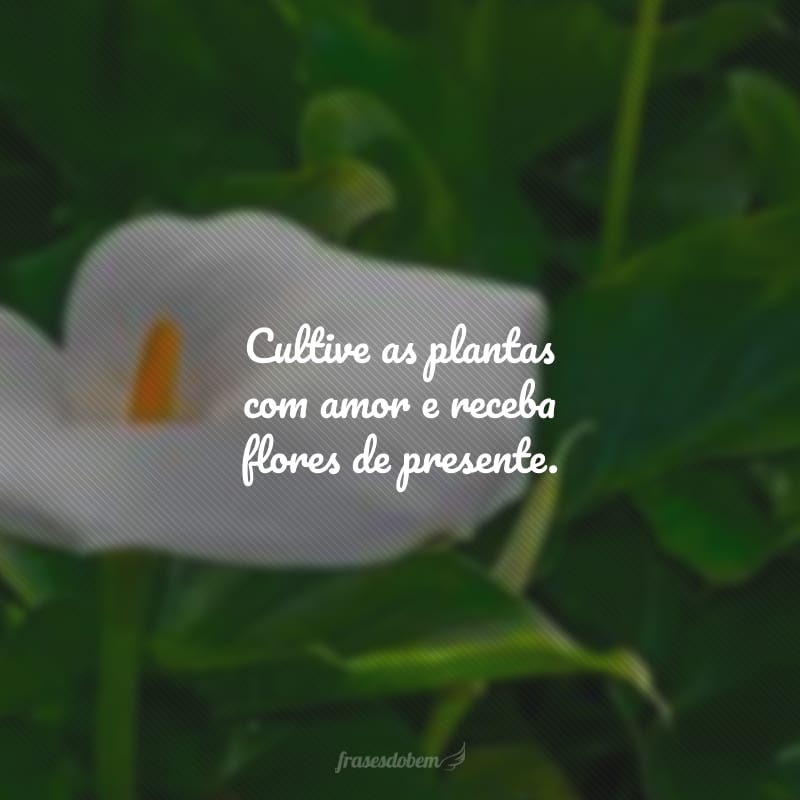 Cultive as plantas com amor e receba flores de presente.