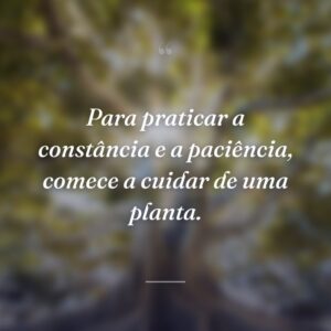 Para praticar a constância e a paciência, comece a cuidar de uma planta.