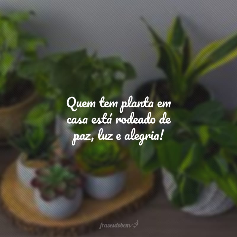 Quem tem planta em casa está rodeado de paz, luz e alegria!