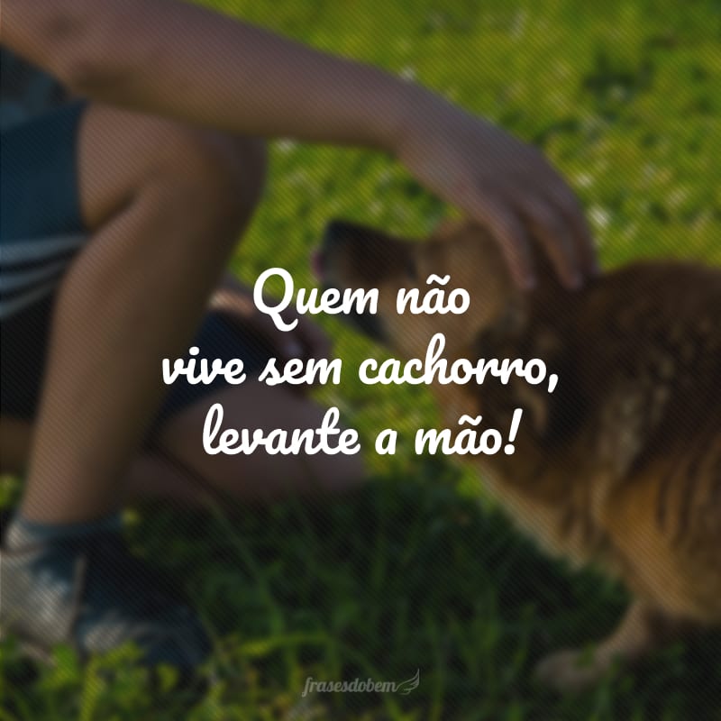 Quem não vive sem cachorro, levante a mão!