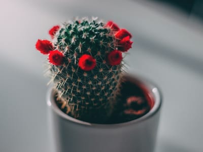 30 frases de cactos que mostram o valor dos espinhos