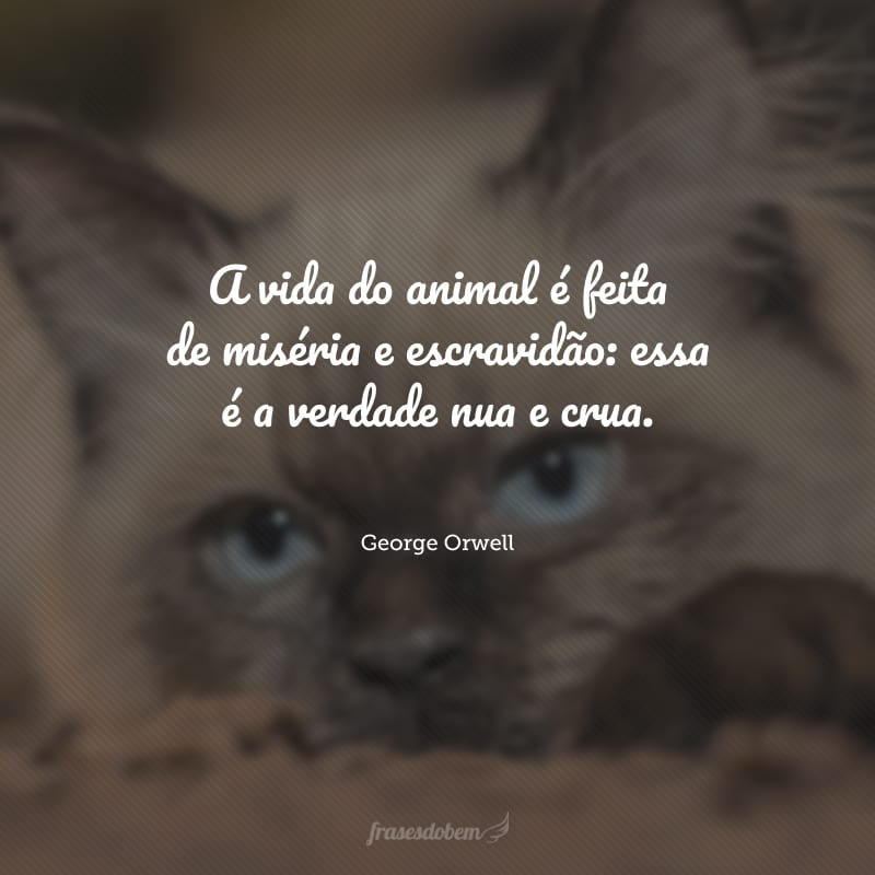 A vida do animal é feita de miséria e escravidão: essa é a verdade nua e crua.