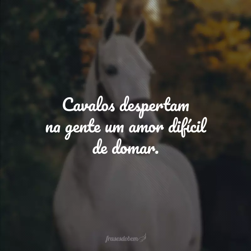 Cavalos despertam na gente um amor difícil de domar.