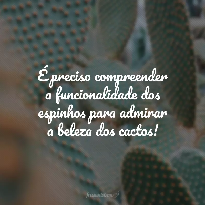 É preciso compreender a funcionalidade dos espinhos para admirar a beleza dos cactos!