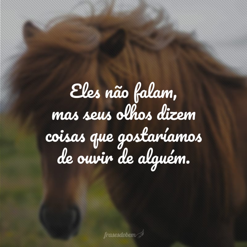 Eles não falam, mas seus olhos dizem coisas que gostaríamos de ouvir de alguém.