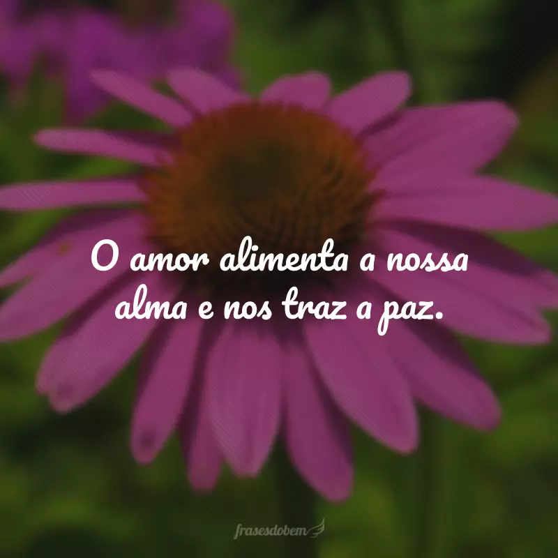 O amor alimenta a nossa alma e nos traz a paz.