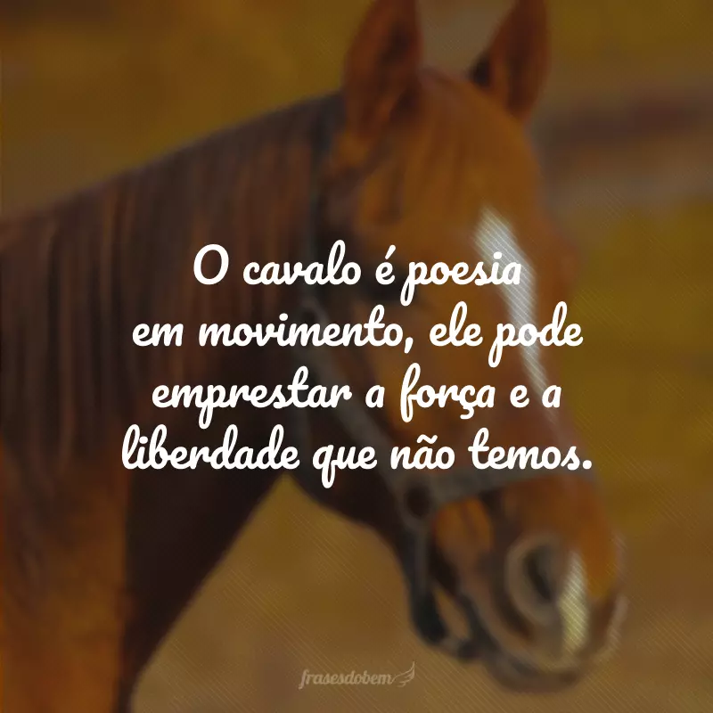 O cavalo é poesia em movimento, ele pode emprestar a força e a liberdade que não temos.