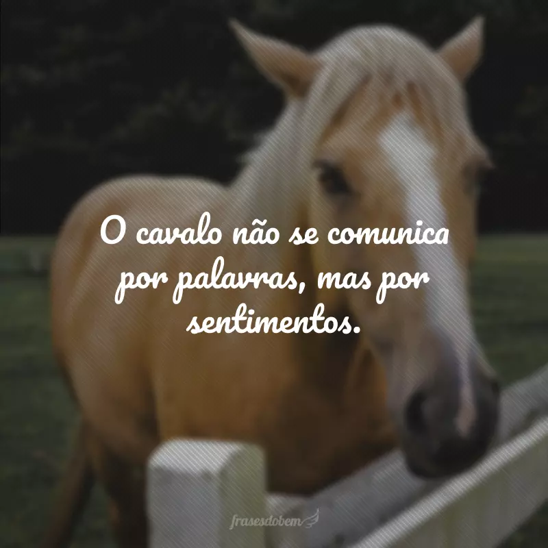 O cavalo não se comunica por palavras, mas por sentimentos.