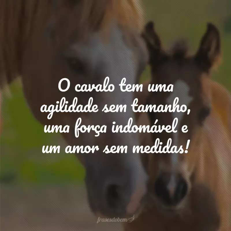 O cavalo tem uma agilidade sem tamanho, uma força indomável e um amor sem medidas!