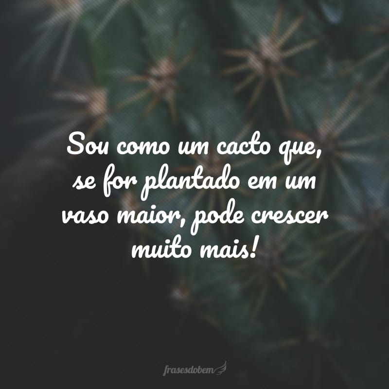 Sou como um cacto que, se for plantado em um vaso maior, pode crescer muito mais!