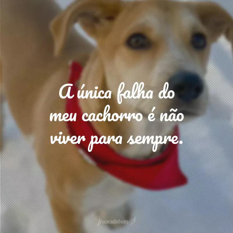 A única falha do meu cachorro é não viver para sempre.