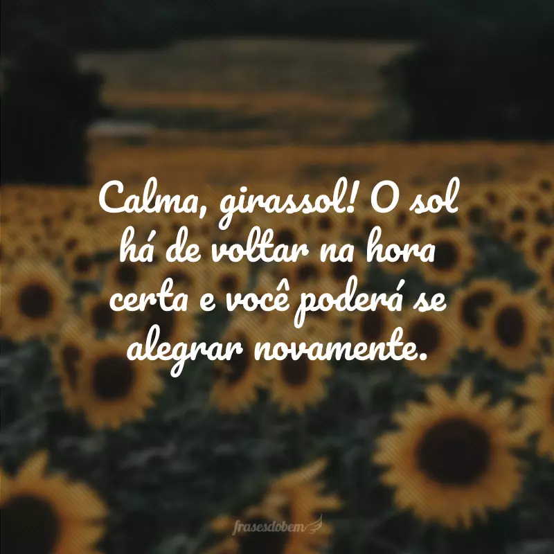 Calma, girassol! O sol há de voltar na hora certa e você poderá se alegrar novamente.