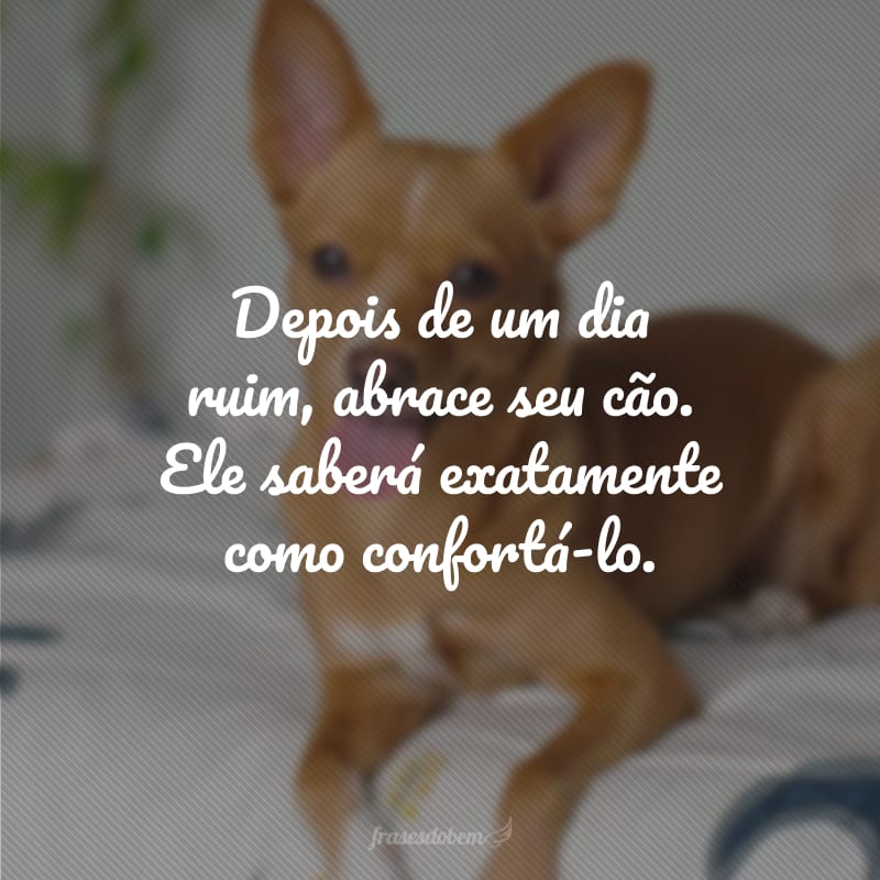 Depois de um dia ruim, abrace seu cão. Ele saberá exatamente como confortá-lo.