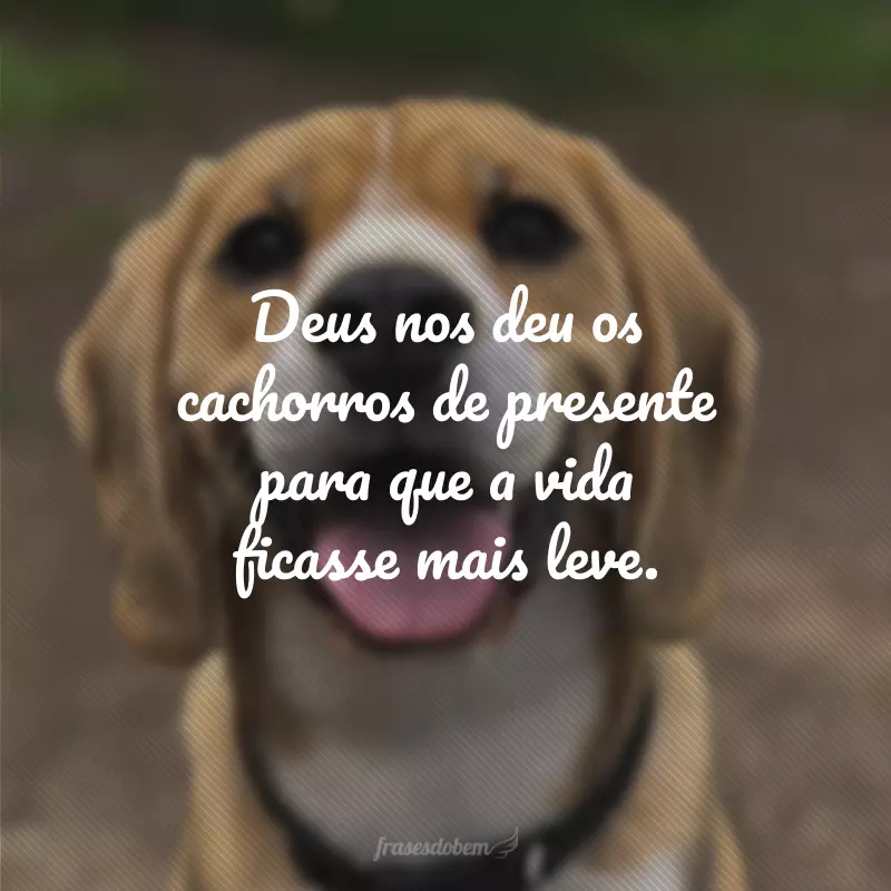 Deus nos deu os cachorros de presente para que a vida ficasse mais leve.