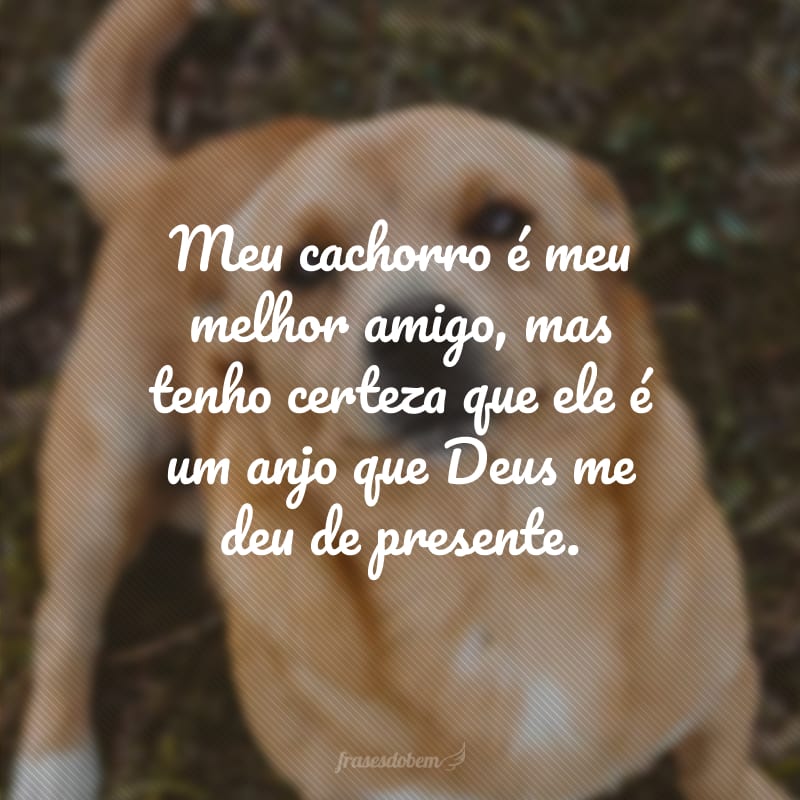 Meu cachorro é meu melhor amigo, mas tenho certeza que ele é um anjo que Deus me deu de presente.