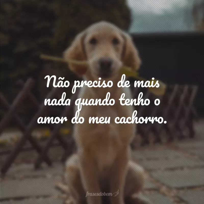 Não preciso de mais nada quando tenho o amor do meu cachorro.