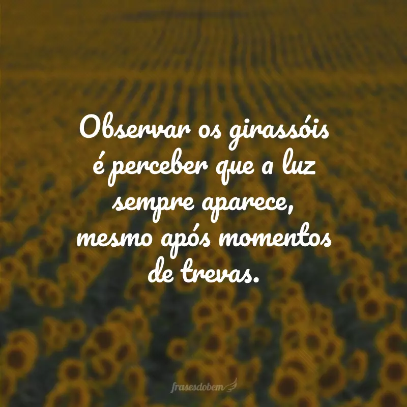 Observar os girassóis é perceber que a luz sempre aparece, mesmo após momentos de trevas.