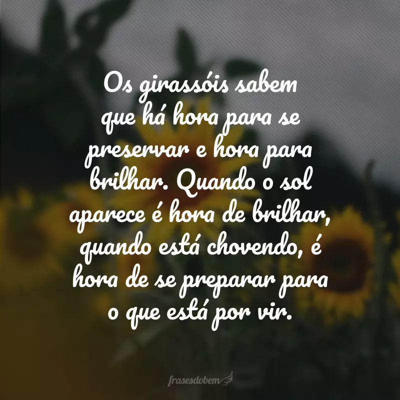 Os girassóis sabem que há hora para se preservar e hora para brilhar. Quando o sol aparece é hora de brilhar, quando está chovendo, é hora de se preparar para o que está por vir.