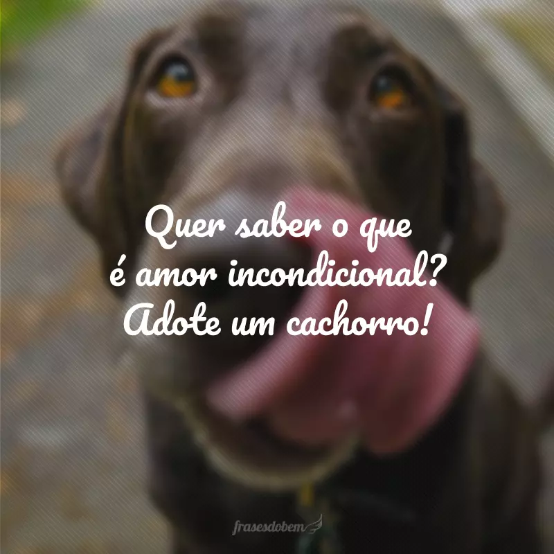 Quer saber o que é amor incondicional? Adote um cachorro!