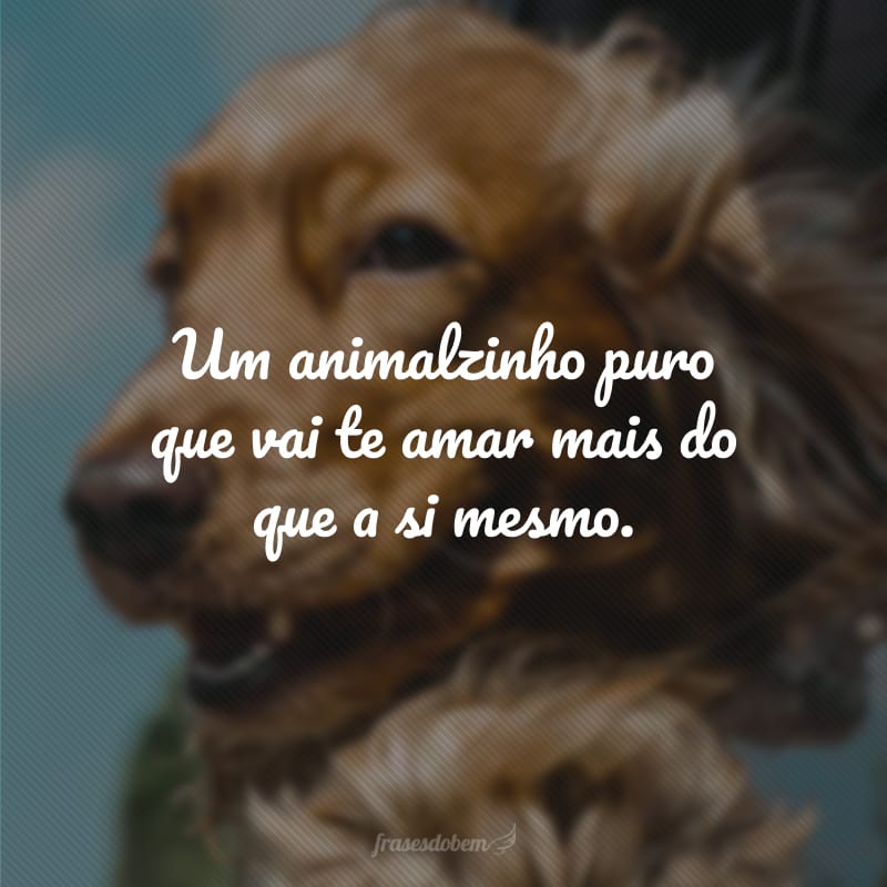 Um animalzinho puro que vai te amar mais do que a si mesmo.